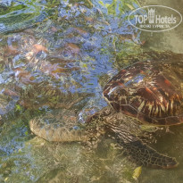 фото из отзыва ID 2102126