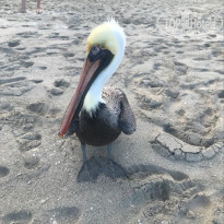 фото из отзыва ID 2103111