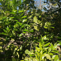 фото из отзыва ID 2103137