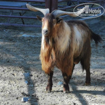 фото из отзыва ID 2104514