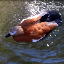 фото из отзыва ID 2104514