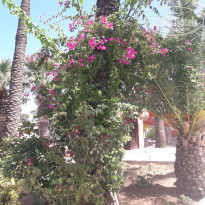 фото из отзыва ID 2105135