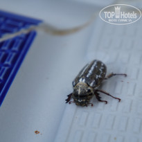 фото из отзыва ID 2106810