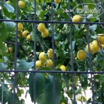 фото из отзыва ID 2108901