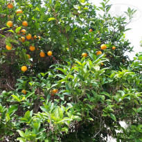 фото из отзыва ID 2108306