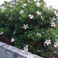 фото из отзыва ID 2109097