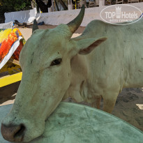 фото из отзыва ID 2109029