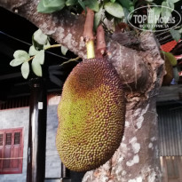 фото из отзыва ID 2109673