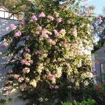 фото из отзыва ID 2100558