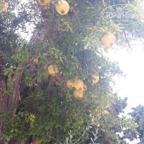 фото из отзыва ID 2110381