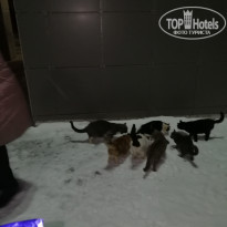 фото из отзыва ID 2110553