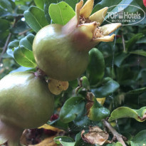 фото из отзыва ID 2110845