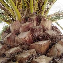 фото из отзыва ID 2110927