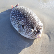 фото из отзыва ID 2111357