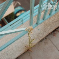 фото из отзыва ID 2111960