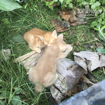 фото из отзыва ID 2112540