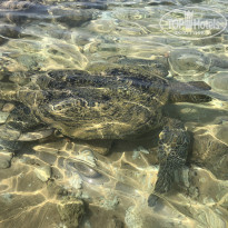 фото из отзыва ID 2114850