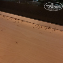 фото из отзыва ID 2114859