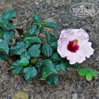 фото из отзыва ID 2114913