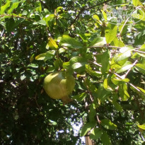 фото из отзыва ID 2115311