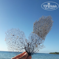 фото из отзыва ID 2115952