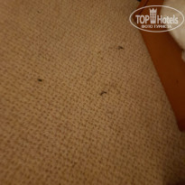 фото из отзыва ID 2116347