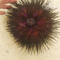 фото из отзыва ID 2116644