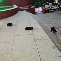 фото из отзыва ID 2117128