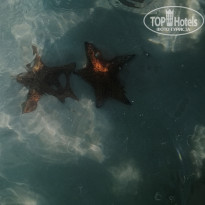 фото из отзыва ID 2117171