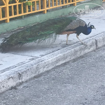 фото из отзыва ID 2117821