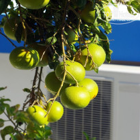 фото из отзыва ID 2118766