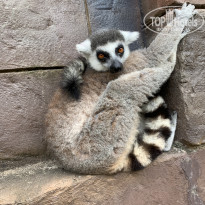 фото из отзыва ID 2117291