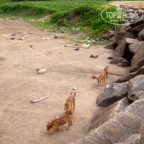 фото из отзыва ID 2119116