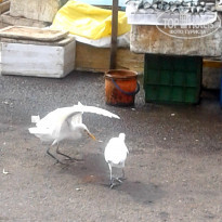 фото из отзыва ID 2119116