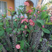 фото из отзыва ID 2119493