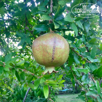 фото из отзыва ID 2118737