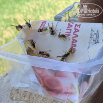 фото из отзыва ID 2115247