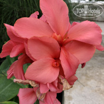 фото из отзыва ID 2120294