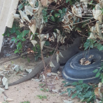 фото из отзыва ID 2120922