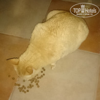 фото из отзыва ID 2121860