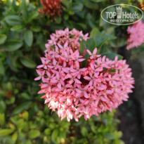 фото из отзыва ID 2122152