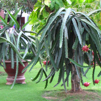 фото из отзыва ID 2121712