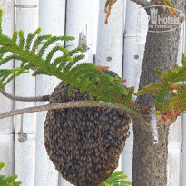 фото из отзыва ID 2123702