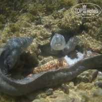 фото из отзыва ID 2123736