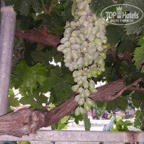 фото из отзыва ID 2123769