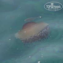 фото из отзыва ID 2124464