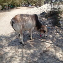 фото из отзыва ID 2124678