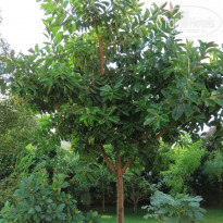 фото из отзыва ID 2125843