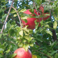 фото из отзыва ID 2125843