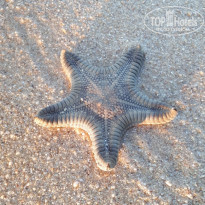 фото из отзыва ID 2126049